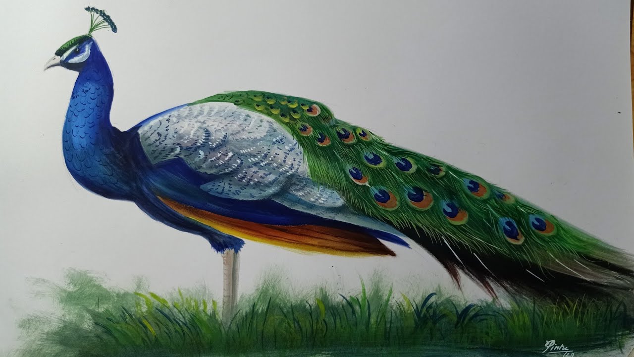 Peacock Sketch Drawing: Over 9,332 Royalty-Free Licensable Stock  Illustrations & Drawings | Shutterstock